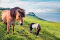 Horses in the pasture. Foggy summer morning in Velbastadur village, Streymoy, Faroe Islands, Kingdom of Denmark, Europe.