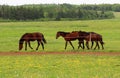 Horses In pasture