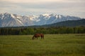 Horses in Pasture in Front of Grand Teton Mountains at Sunrise