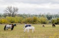 Breeding Horses grazing grass in a field