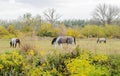 Breeding Horses grazing grass in a field