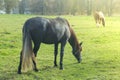 Horses in the pasture. A herd of horses rides on a farm field on a sunny fall day Royalty Free Stock Photo