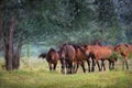 Horses on pasture Royalty Free Stock Photo