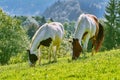 Horses on the Pasture Royalty Free Stock Photo