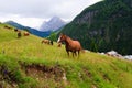 Horses pasture in the mountains