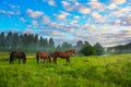 Horses on a pasture Royalty Free Stock Photo