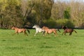 Horses in a pasture in spring