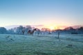 Horses on pasture at spring sunrise