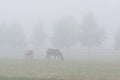 Horses on the pasture. Royalty Free Stock Photo