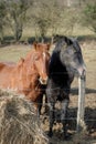 Horses in a pasture by a sunny winter day Royalty Free Stock Photo