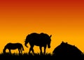 Horses on pasture at sunset near stable Royalty Free Stock Photo
