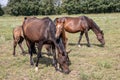 Horses on pasture. Three brown mares with two foals grazing on a green summer meadow. Focus on front mother and child Royalty Free Stock Photo