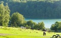 Horses on the pasture in Wiezyca. Northern Poland