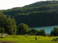 Horses on the pasture in Wiezyca. Northern Poland