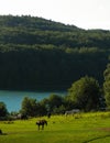 Horses on the pasture in Wiezyca. Northern Poland