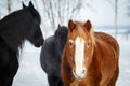 Horses on pasture in winter Royalty Free Stock Photo