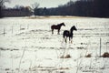 Horses, Pasture, Winter Royalty Free Stock Photo