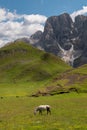 Horses on the pastures of the Dolomites mountains