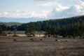 Horses pasturing on grassland mountain forest panoramic autumn rural view cloudy day Royalty Free Stock Photo
