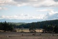 Horses pasturing on grassland mountain forest panoramic autumn rural view cloudy day Royalty Free Stock Photo