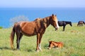 Horses pasturing on meadow near the sea Royalty Free Stock Photo