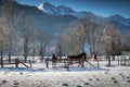 Horses pasturing in paddock at highland farm at snowy day
