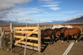 Horses in patagonian hacienda