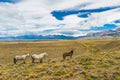 Horses in Patagonian plains Royalty Free Stock Photo