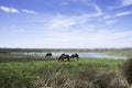 Horses at Paynes Prairie State Park Royalty Free Stock Photo