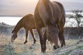 Horses peacefully grazing at sunset close up