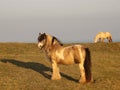 Horses on the Pembrokeshire coast on a February evening