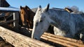 Horses in the pen close up. Close-up portrait of horses on pasture