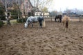 Horses in pen on the farm Royalty Free Stock Photo