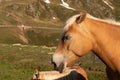 Horses on Penser Joch in South Tirol, SÃÂ¼dtirol. Horse Head with rocky background Royalty Free Stock Photo