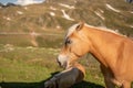 Horses on Penser Joch in South Tirol, SÃÂ¼dtirol. Horse Head with rocky background Royalty Free Stock Photo