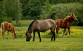 Horses with pheasant Royalty Free Stock Photo