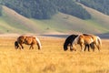 Horses in Piana di Castelluccio Umbria Italy Royalty Free Stock Photo