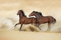 Horses play in dust Royalty Free Stock Photo