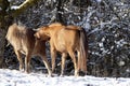 Horses play, fight and bite outside in meadow in winter. Horse ranking behavior