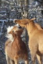 Horses play, fight and bite outside in meadow in winter. Horse ranking behavior