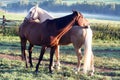 Horses playing