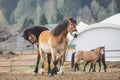 Horses playing and biting each other in herd in paddock Royalty Free Stock Photo