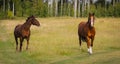 Horses playing in a field Royalty Free Stock Photo