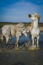 Horses playing in the water