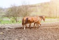 horses ploughing the field