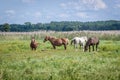 Horses in Narew National Park, Poland Royalty Free Stock Photo