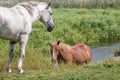 Horses in Narew National Park, Poland Royalty Free Stock Photo