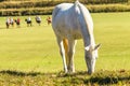 Horses Polo Players Field Equestrian Landscape