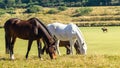 Horses Polo Players Field Equestrian Landscape