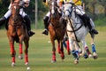 Horses Polo Run In The Game.